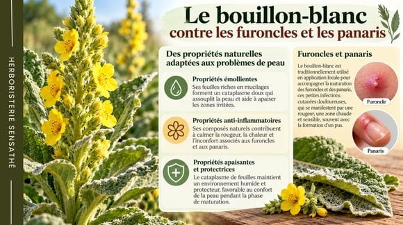 Bouillon-blanc et furoncles et panaris  illustration des propriétés émollientes et apaisantes de cette plante et de ses usages traditionnels sur la peau - Herboristerie Sensathé